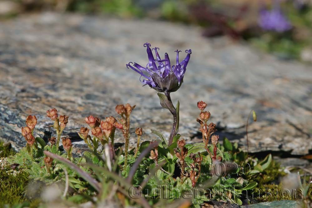 Phyteuma globulariifolium