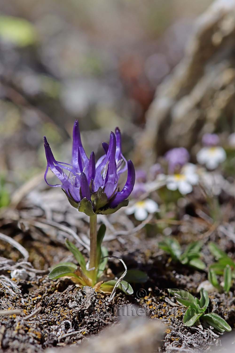 Phyteuma globulariifolium