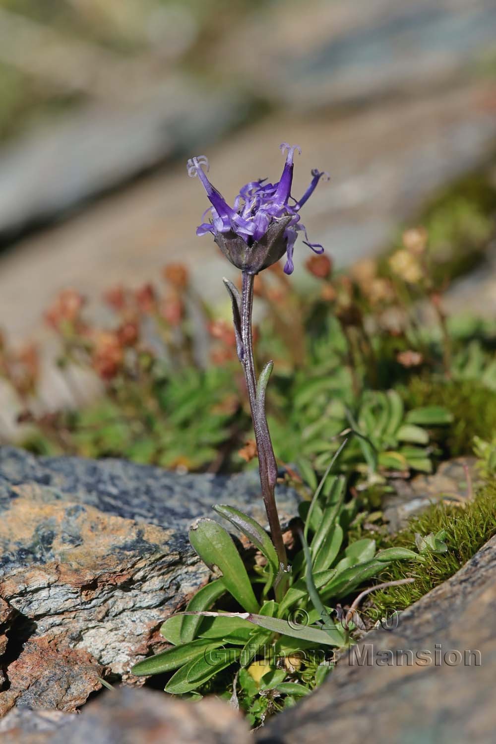 Phyteuma globulariifolium