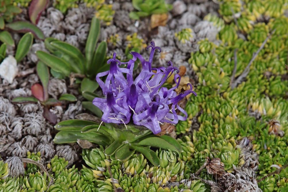 Phyteuma globulariifolium