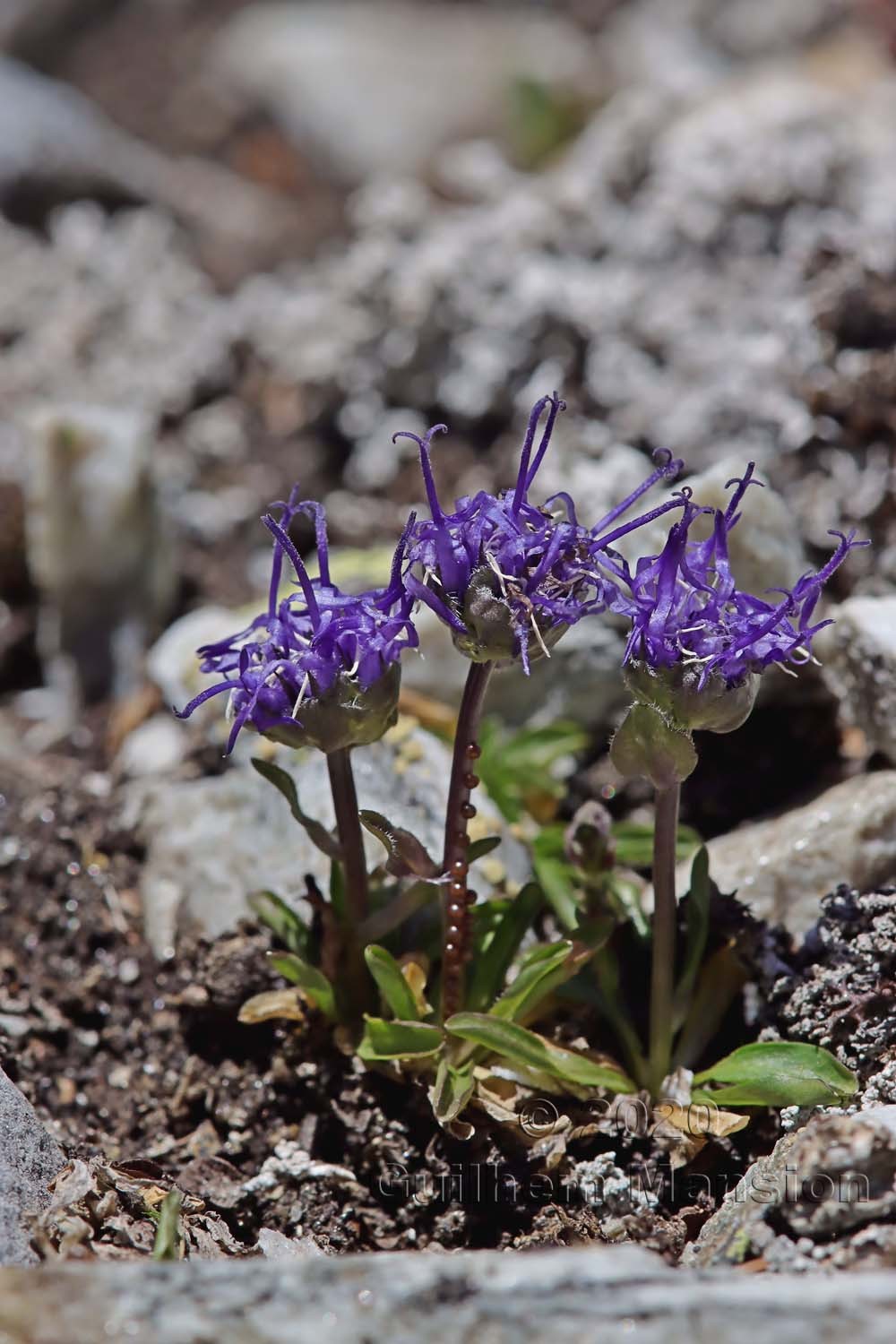 Phyteuma globulariifolium