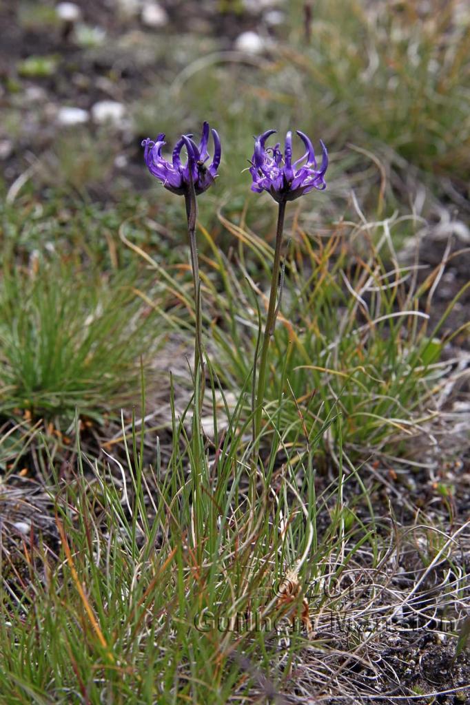 Phyteuma hemisphaericum