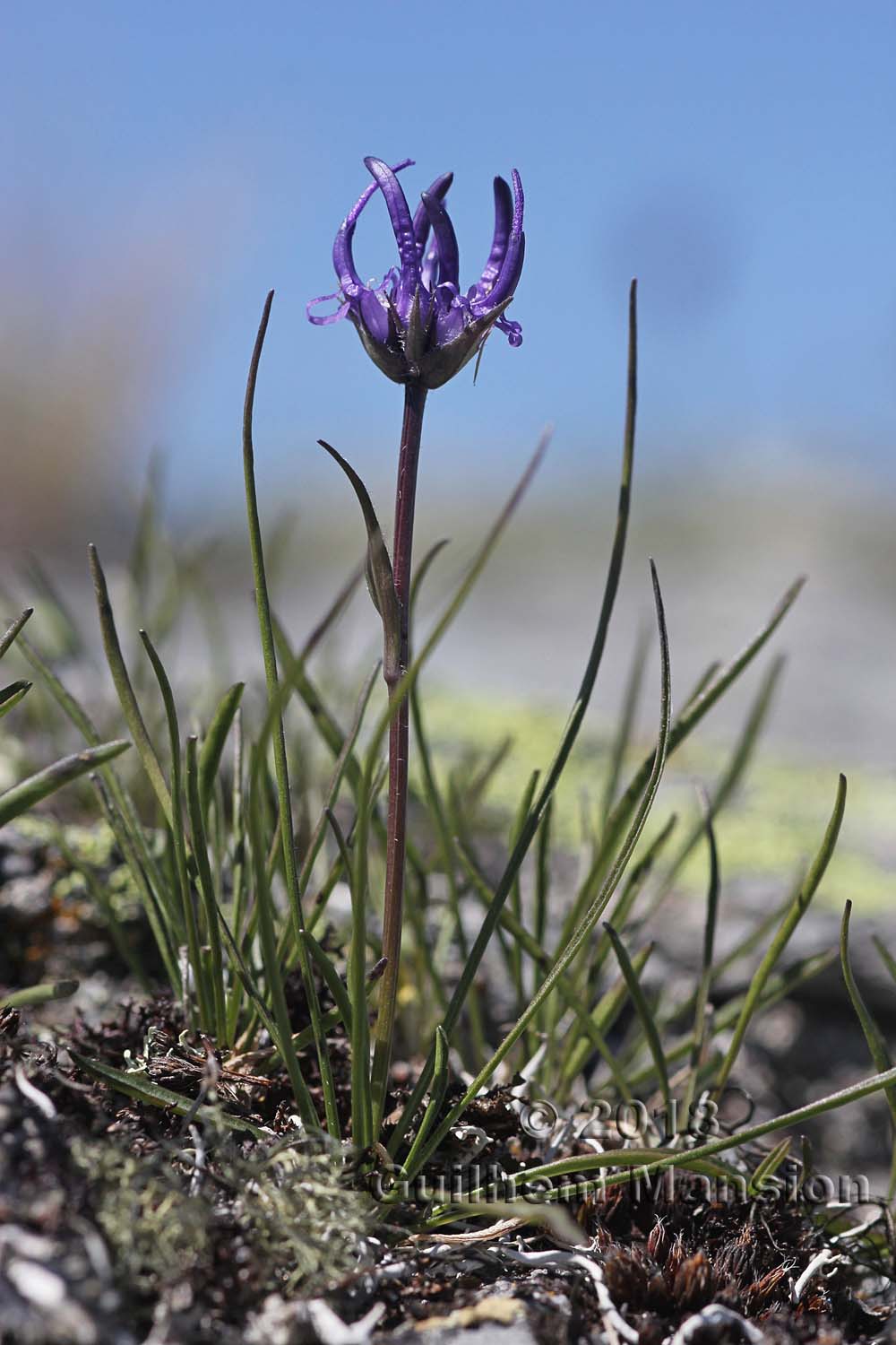 Phyteuma hemisphaericum