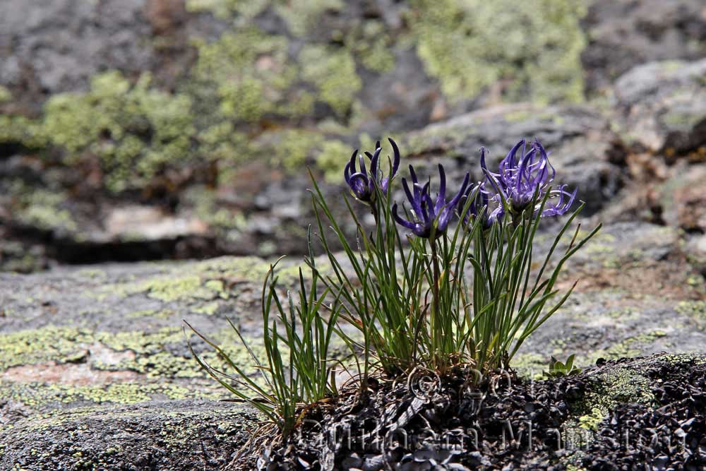 Phyteuma hemisphaericum