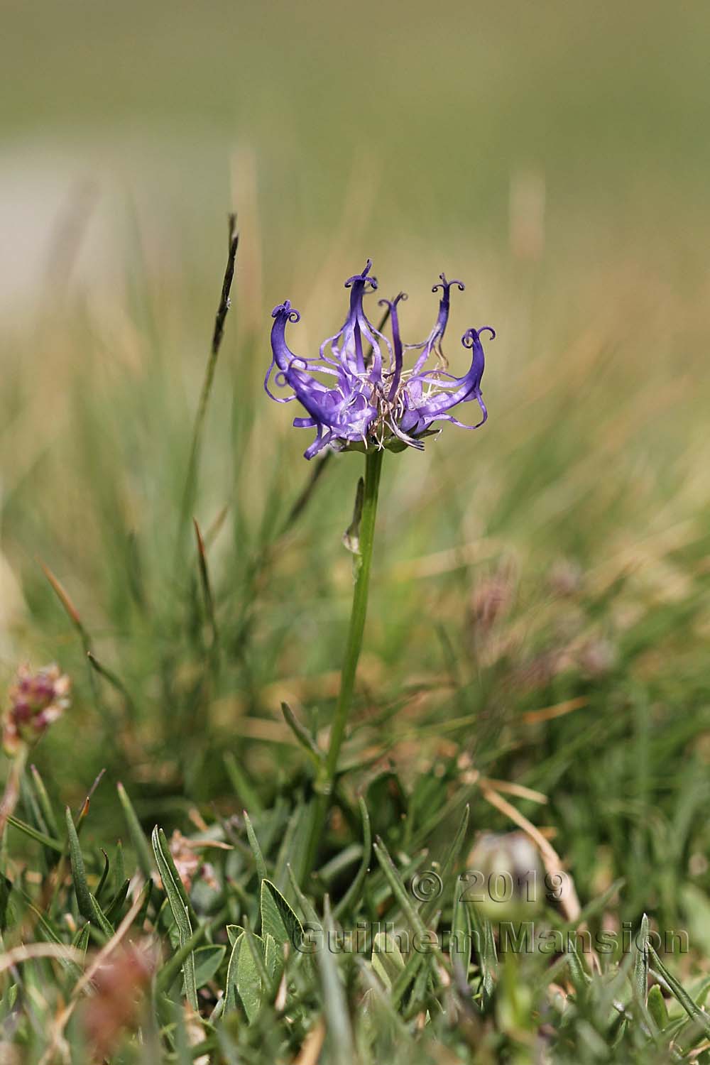 Phyteuma hemisphaericum