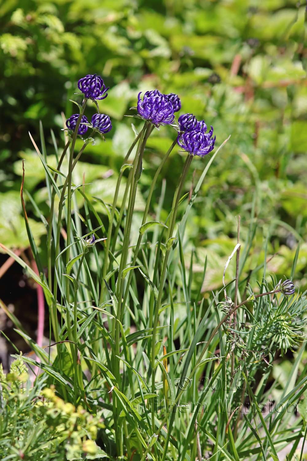 Phyteuma orbiculare