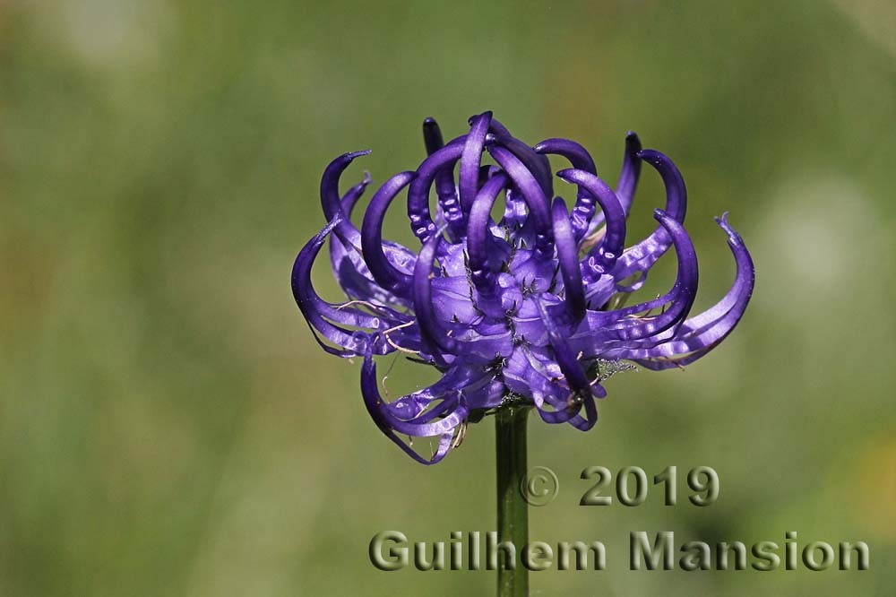 Famille - Campanulaceae