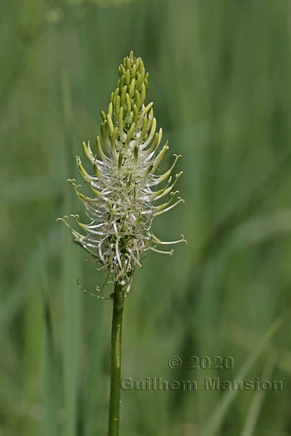 Phyteuma spicatum