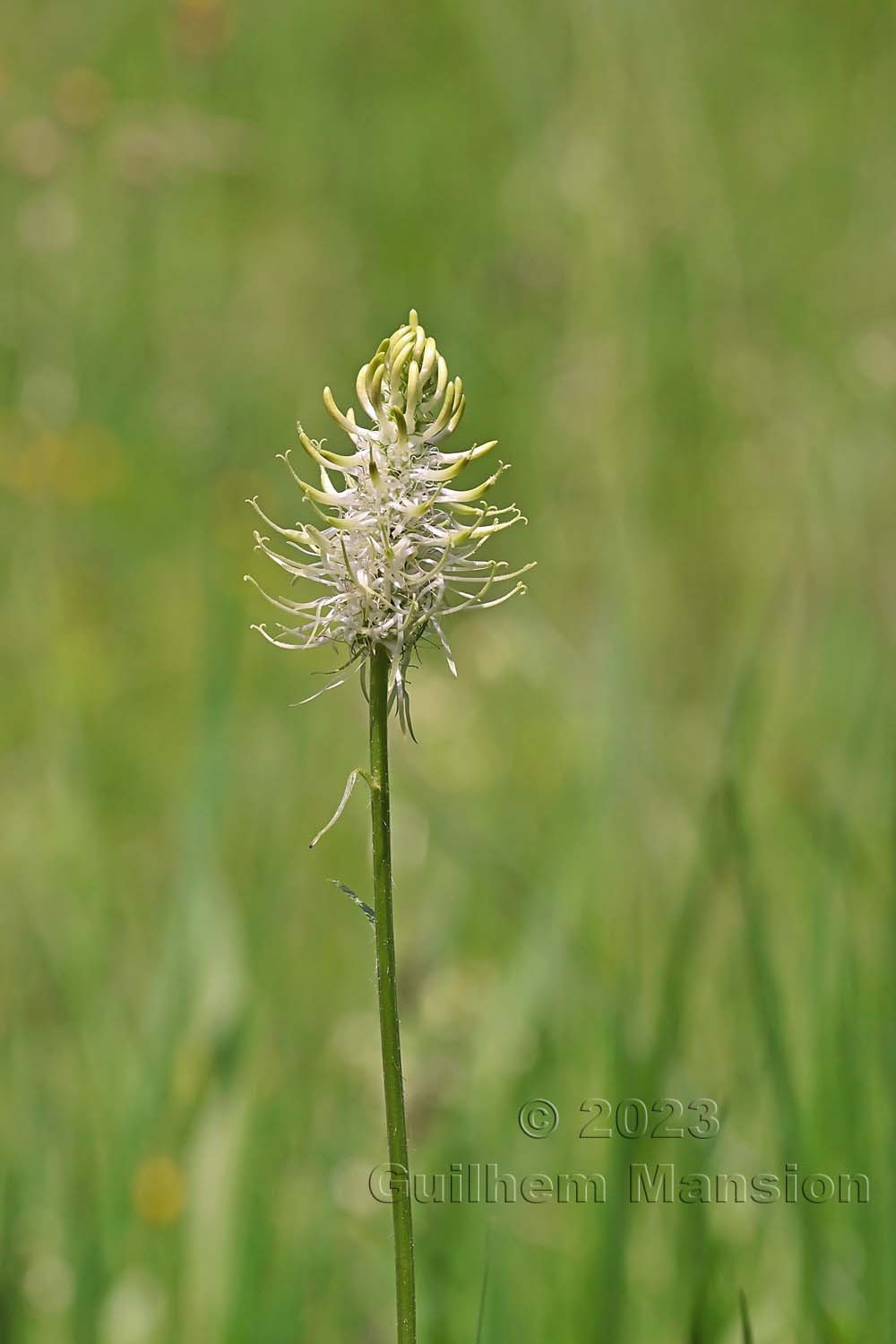 Phyteuma spicatum