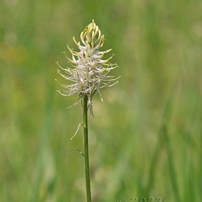 Phyteuma spicatum