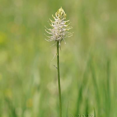 Phyteuma spicatum