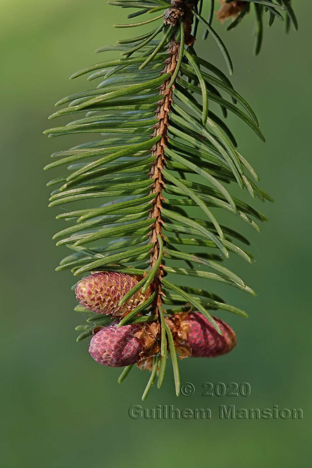 Picea abies