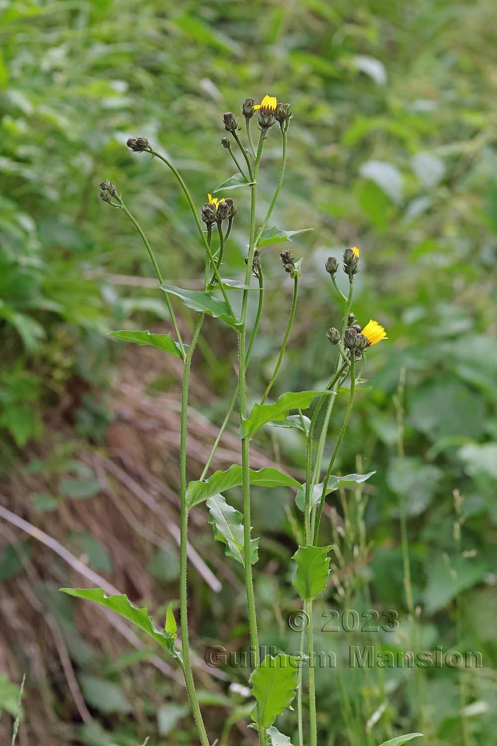 Picris hieracioides