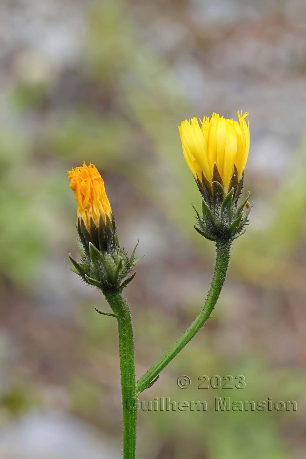 Picris hieracioides