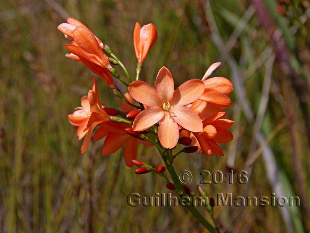 Pillansia templemannii