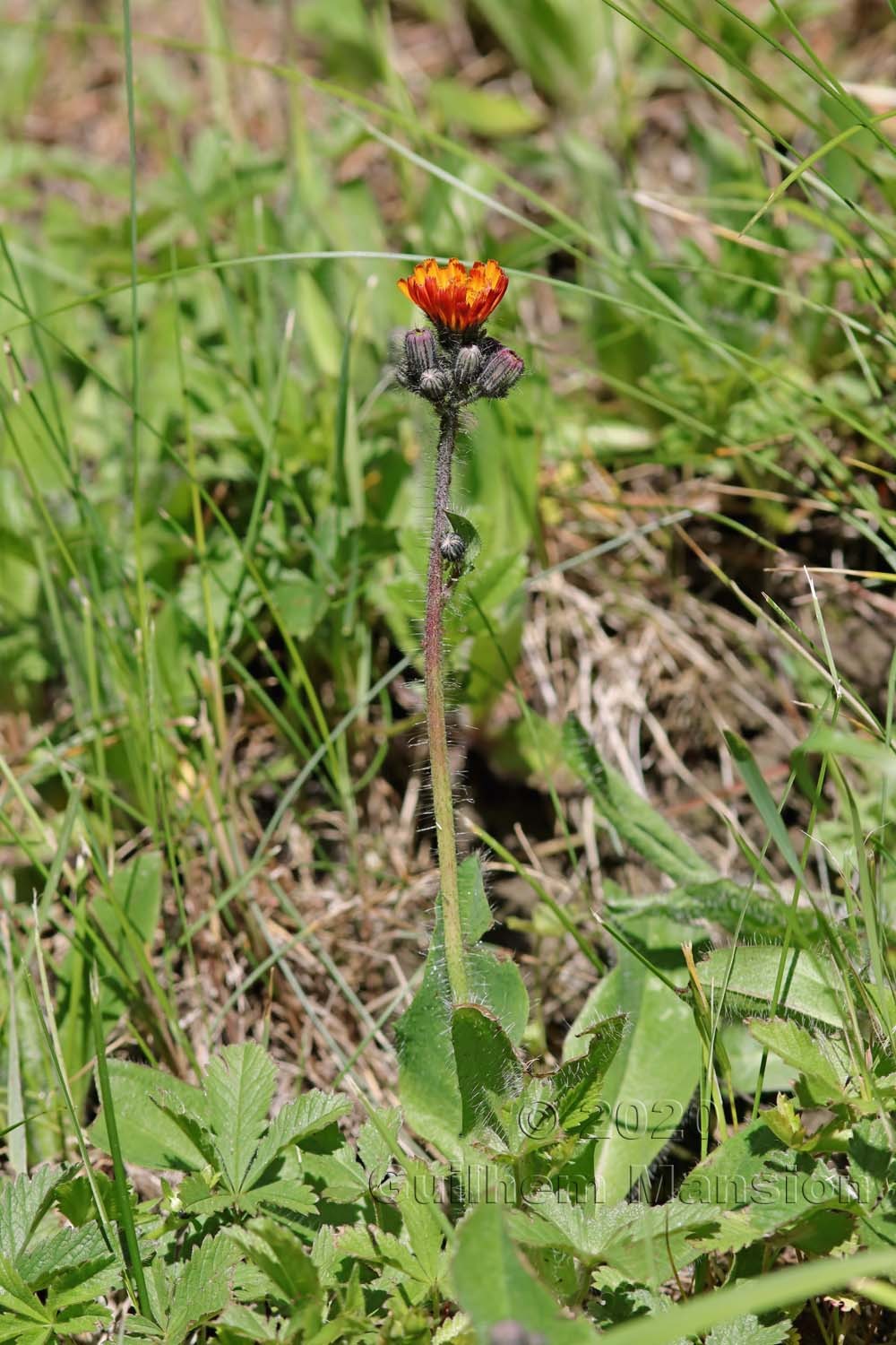 Pilosella aurantiaca [Hieracium aurantiacum]