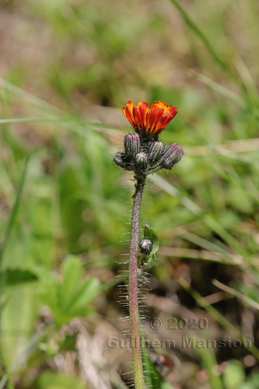 Pilosella aurantiaca [Hieracium aurantiacum]