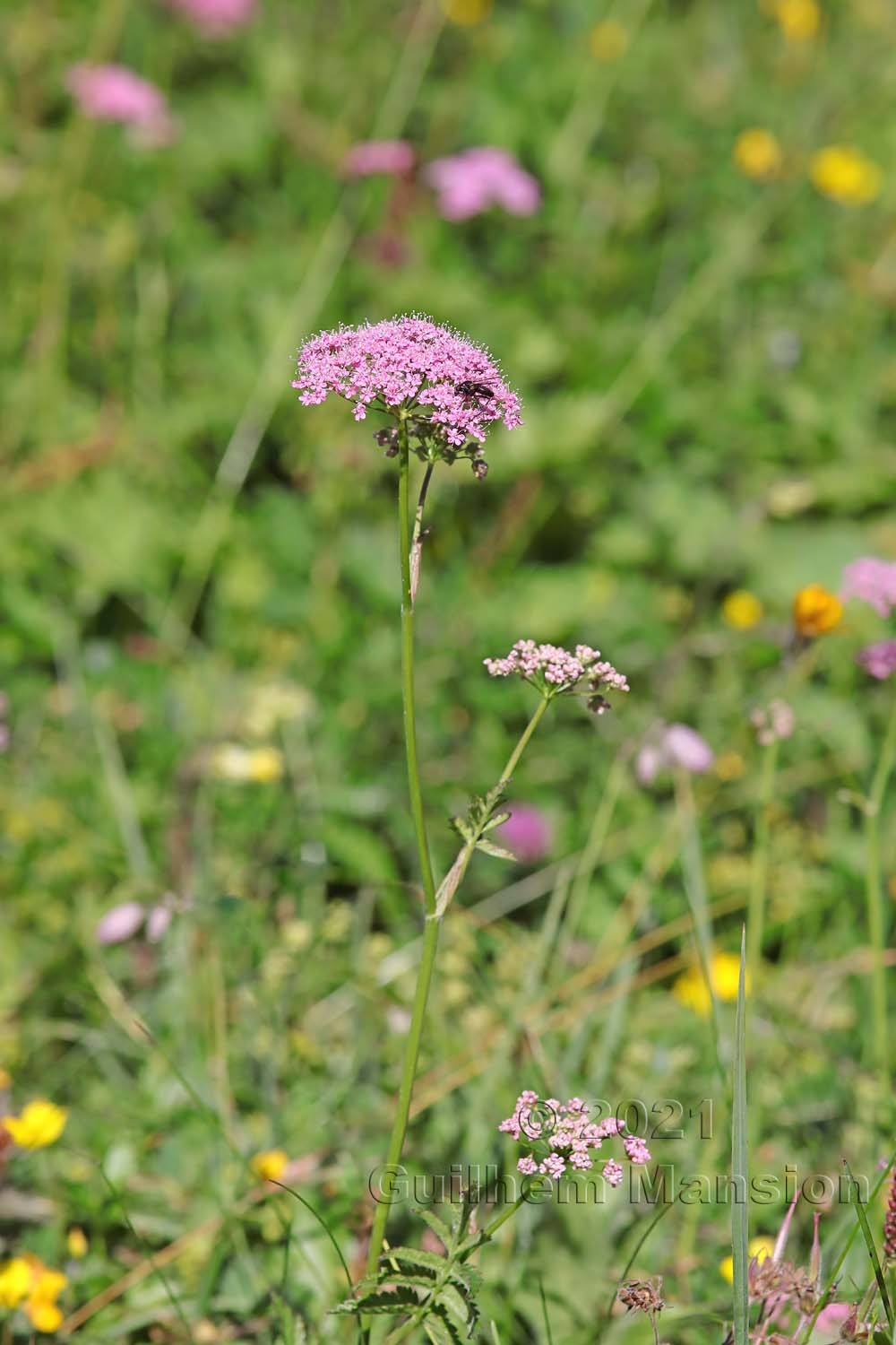 Pimpinella major