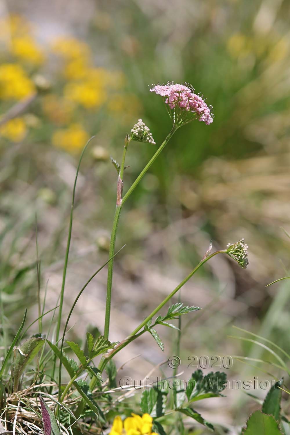 Pimpinella major