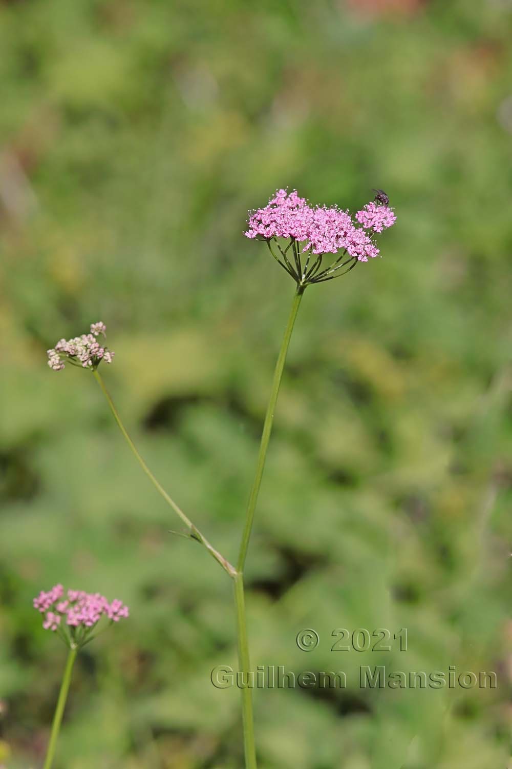 Pimpinella major