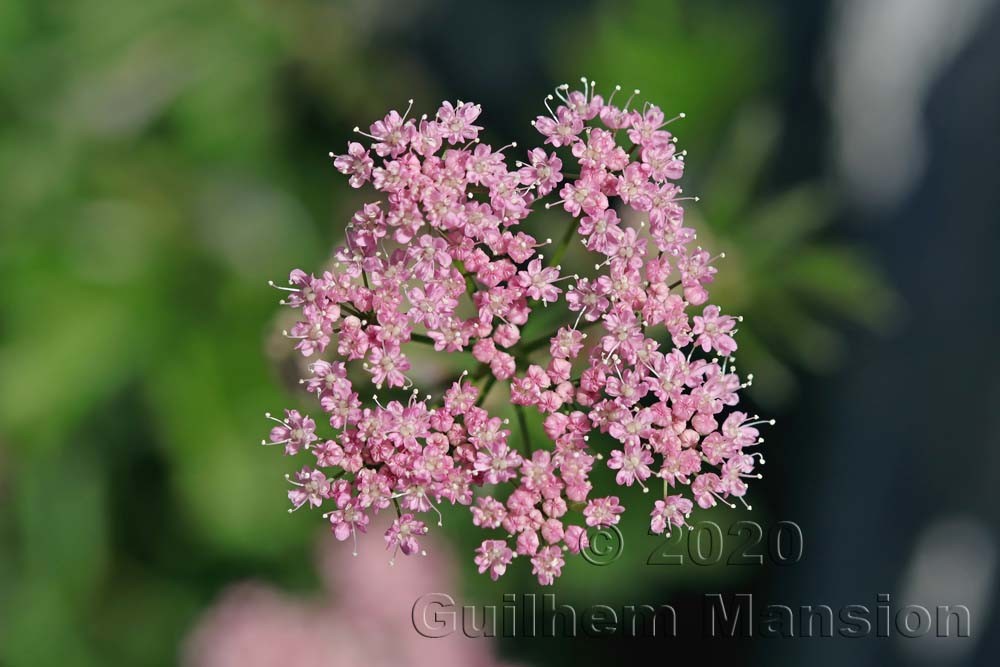 Pimpinella major