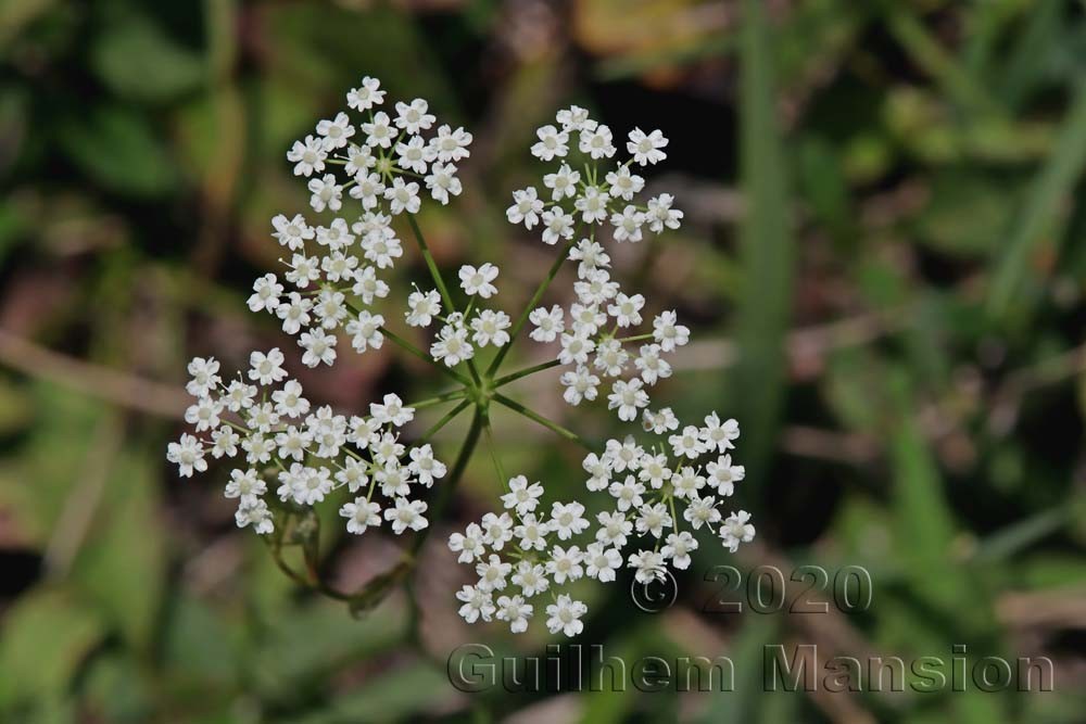 Pimpinella saxifraga