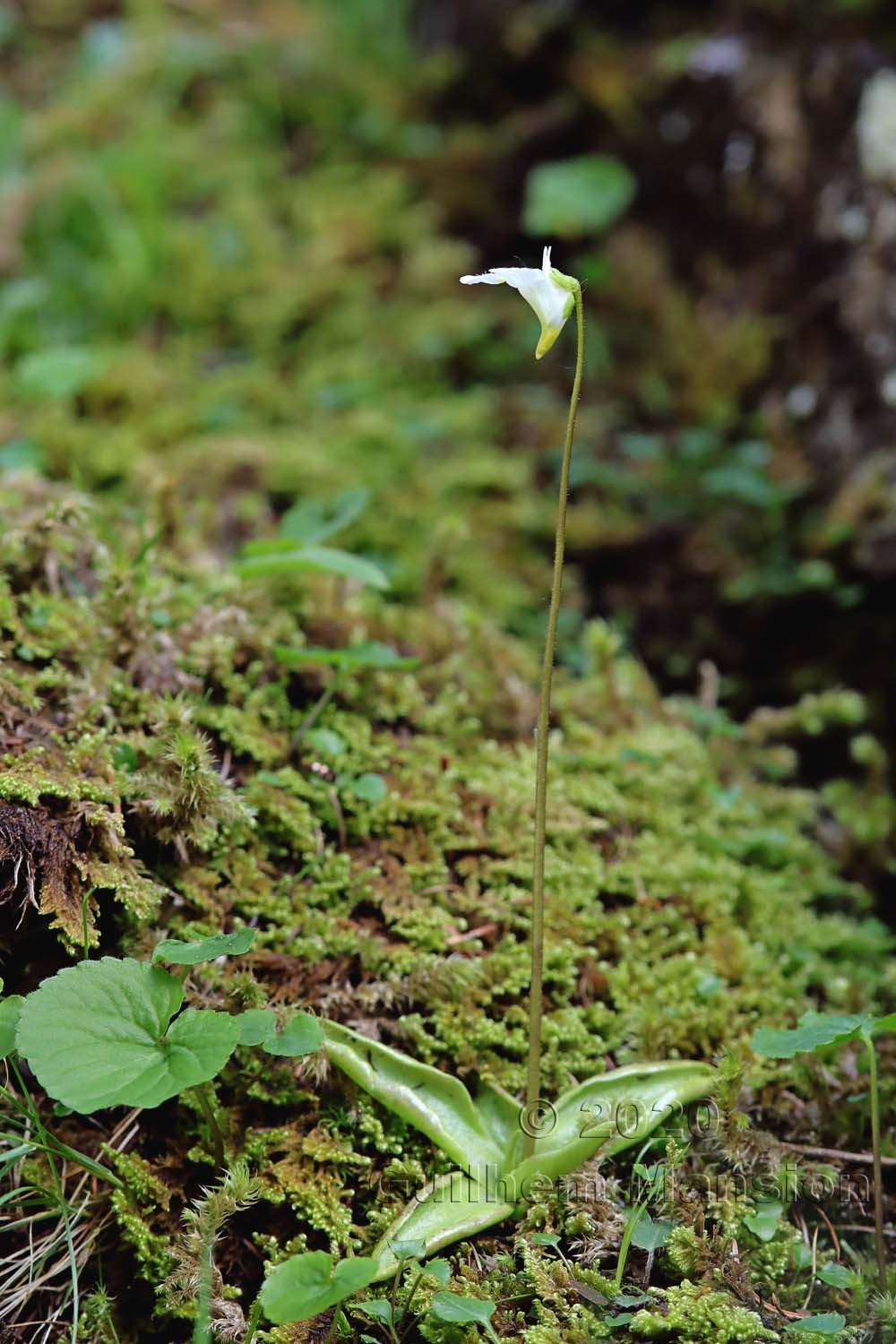 Pinguicula alpina