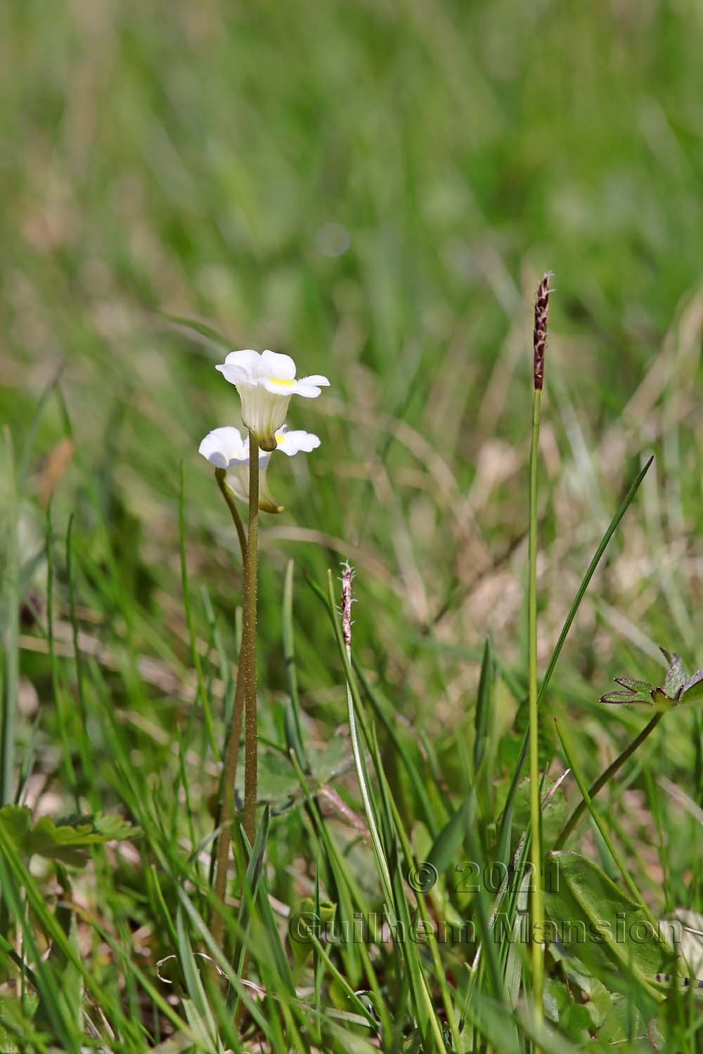 Pinguicula alpina