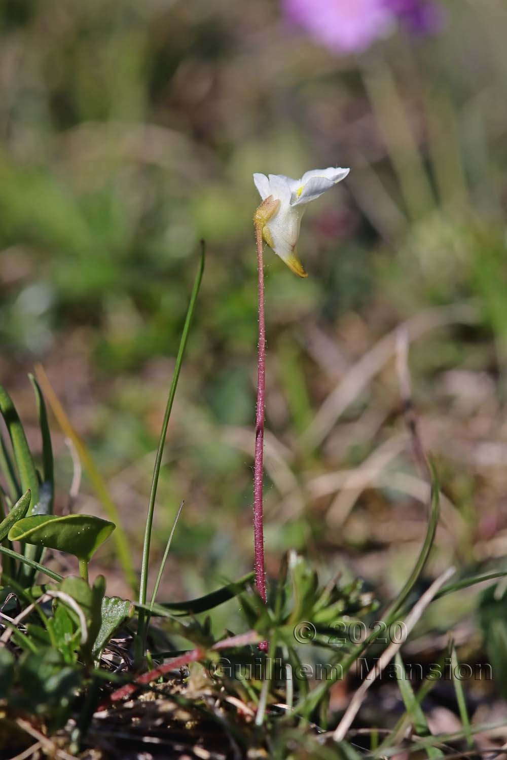 Pinguicula alpina