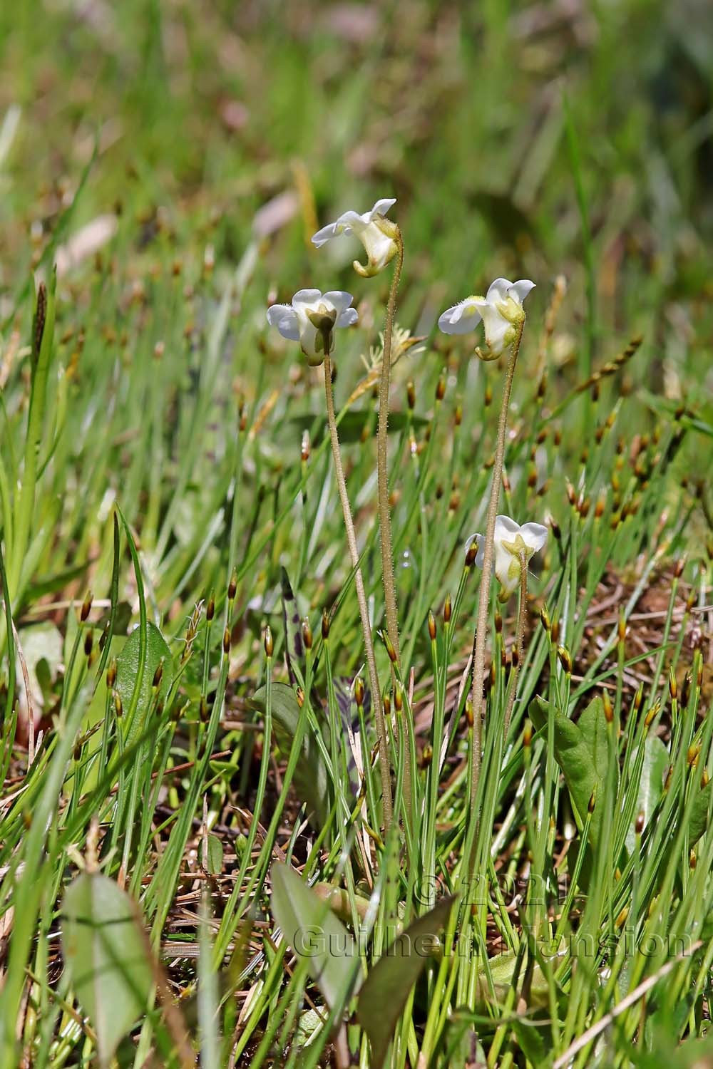 Pinguicula alpina