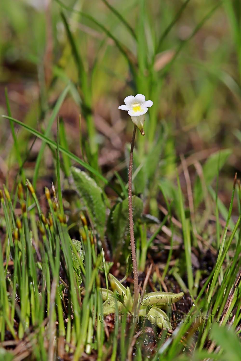 Pinguicula alpina