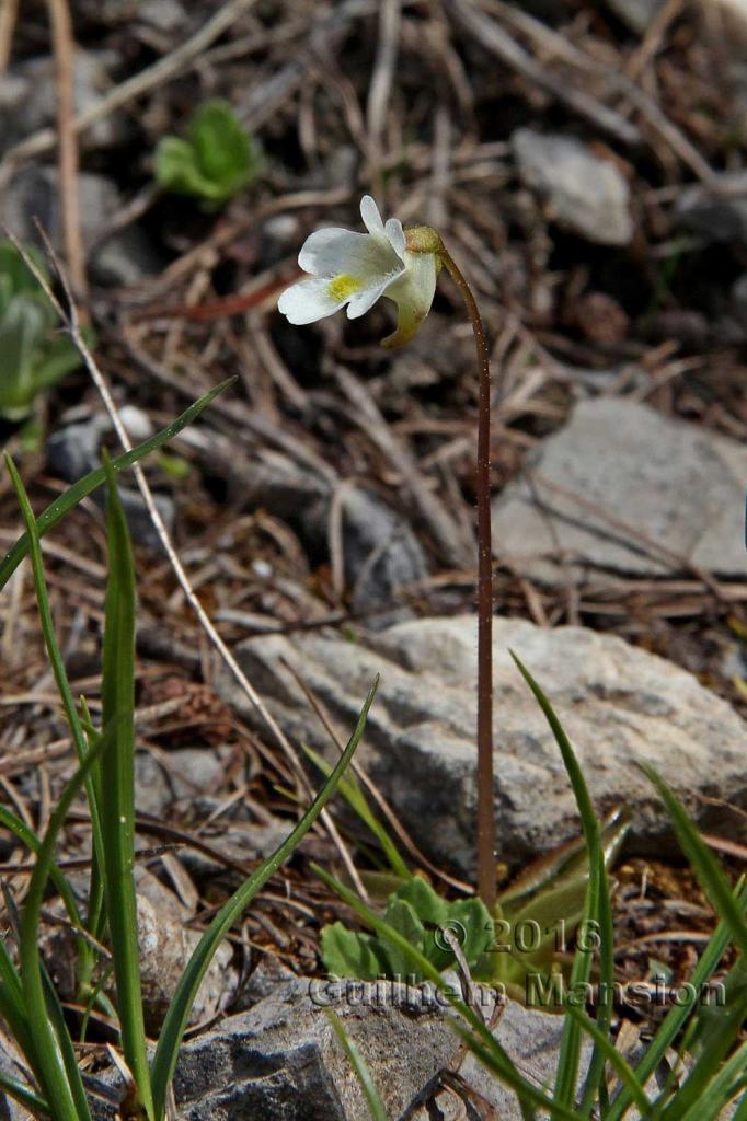 Pinguicula alpina