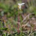 Family - Lentibulariaceae