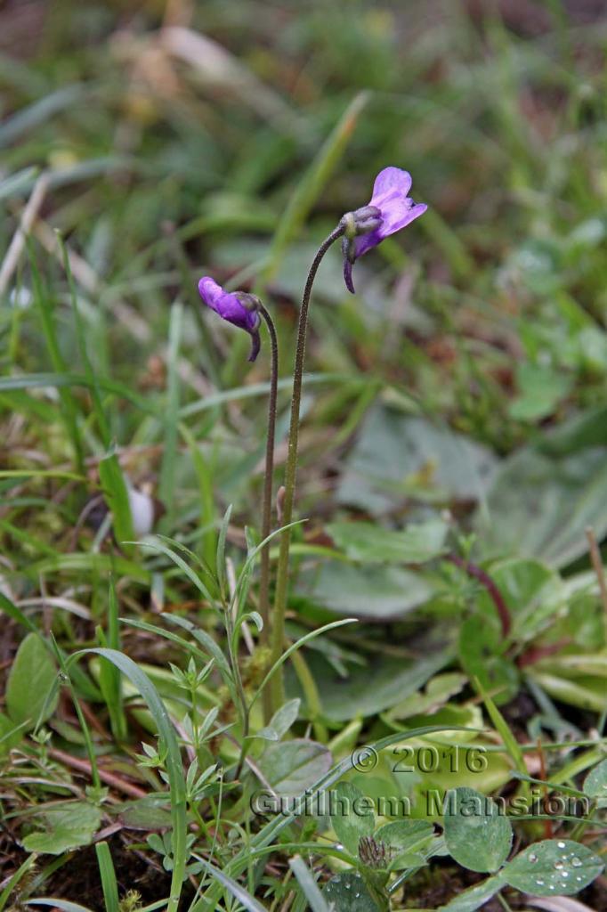 Pinguicula vulgaris