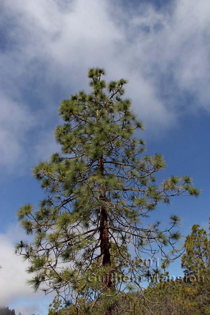 Pinus canariensis 001