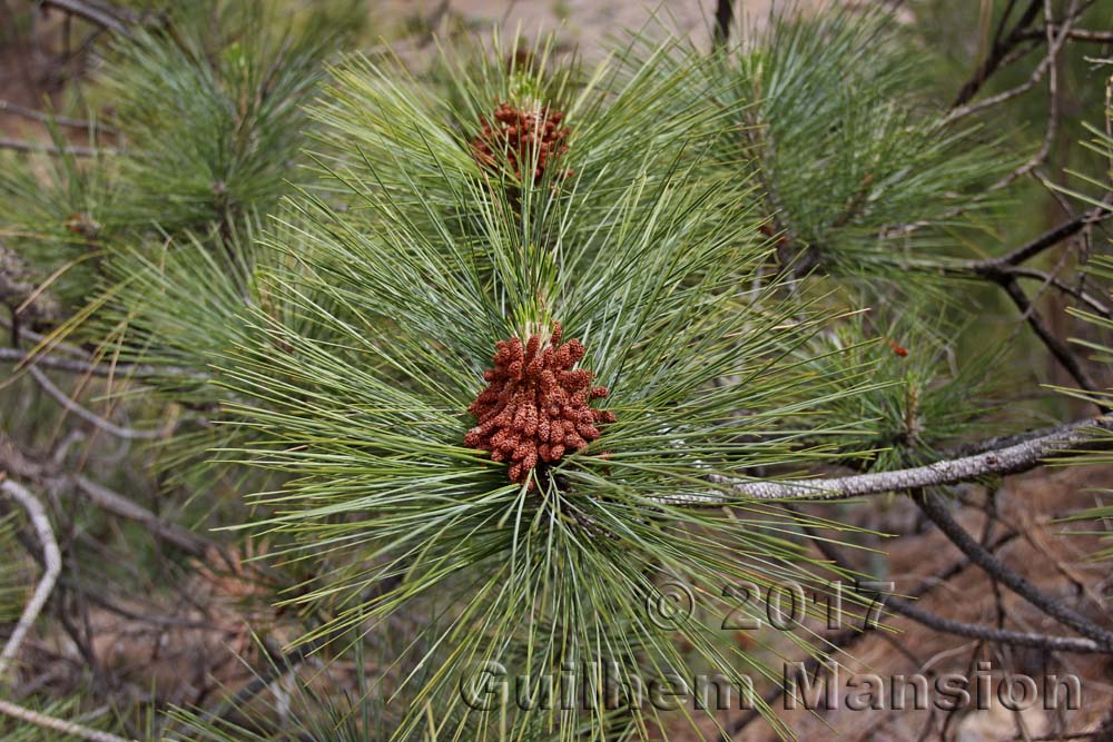 Pinus canariensis