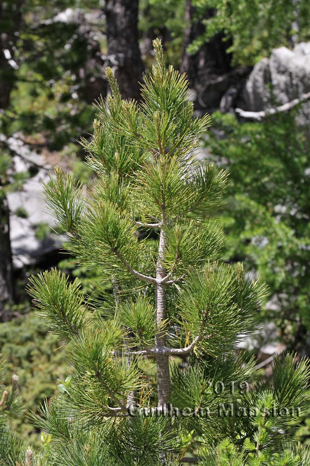 Pinus cembra