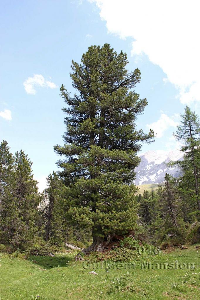 Pinus cembra