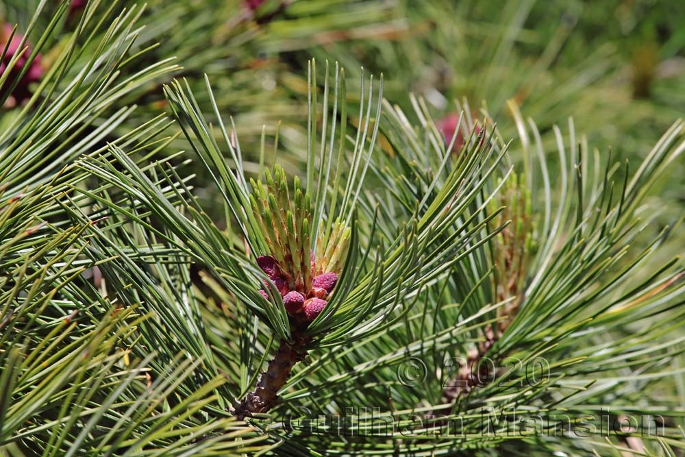 Pinus cembra