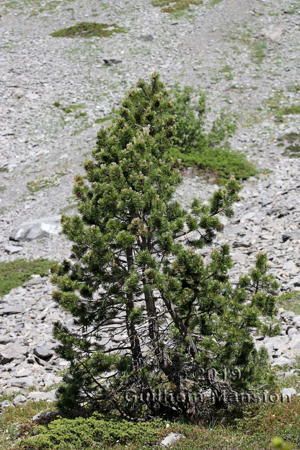 Pinus mugo subsp. uncinata