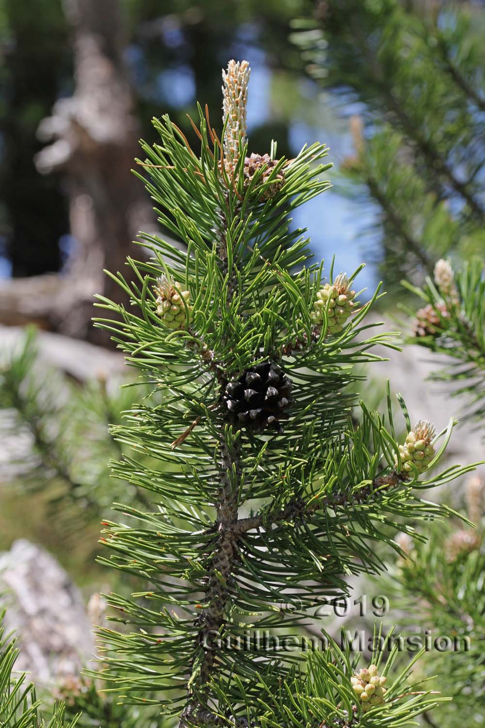 Pinus mugo subsp. uncinata