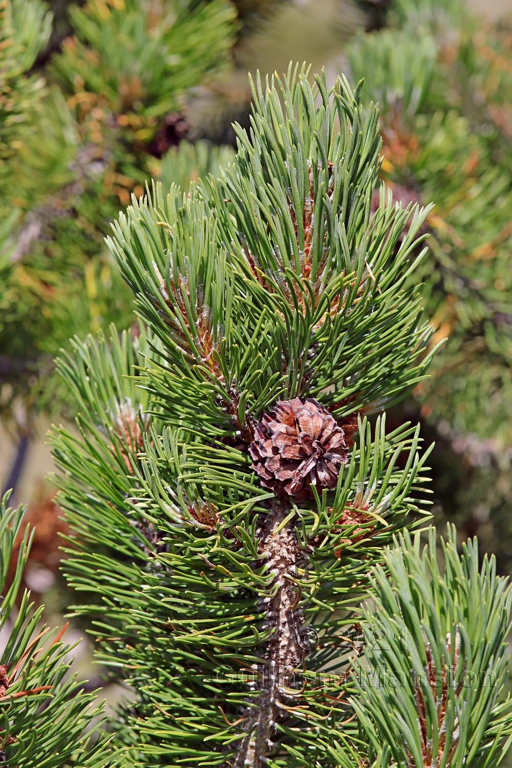 Pinus mugo