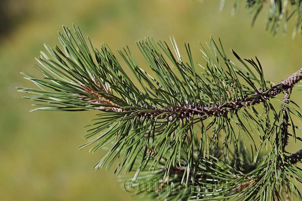 Pinus mugo