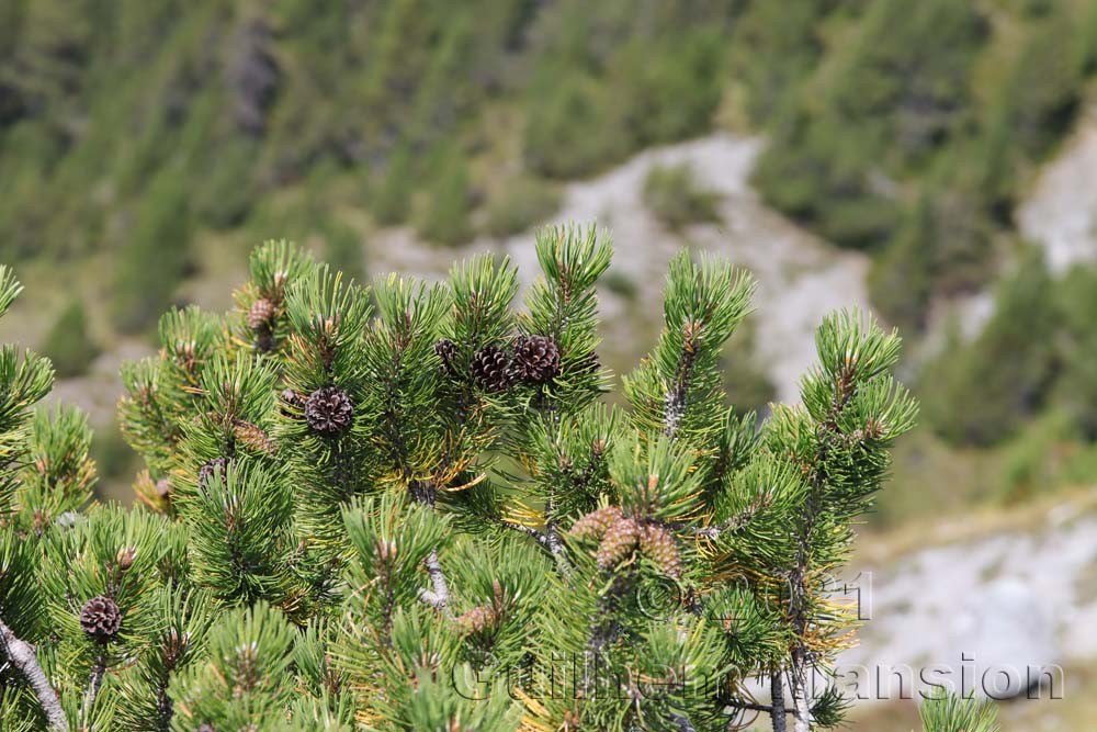 Pinus mugo