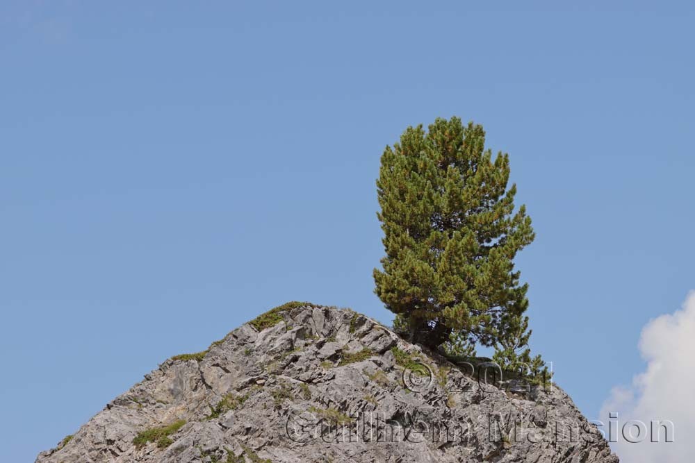 Pinus mugo subsp. uncinata