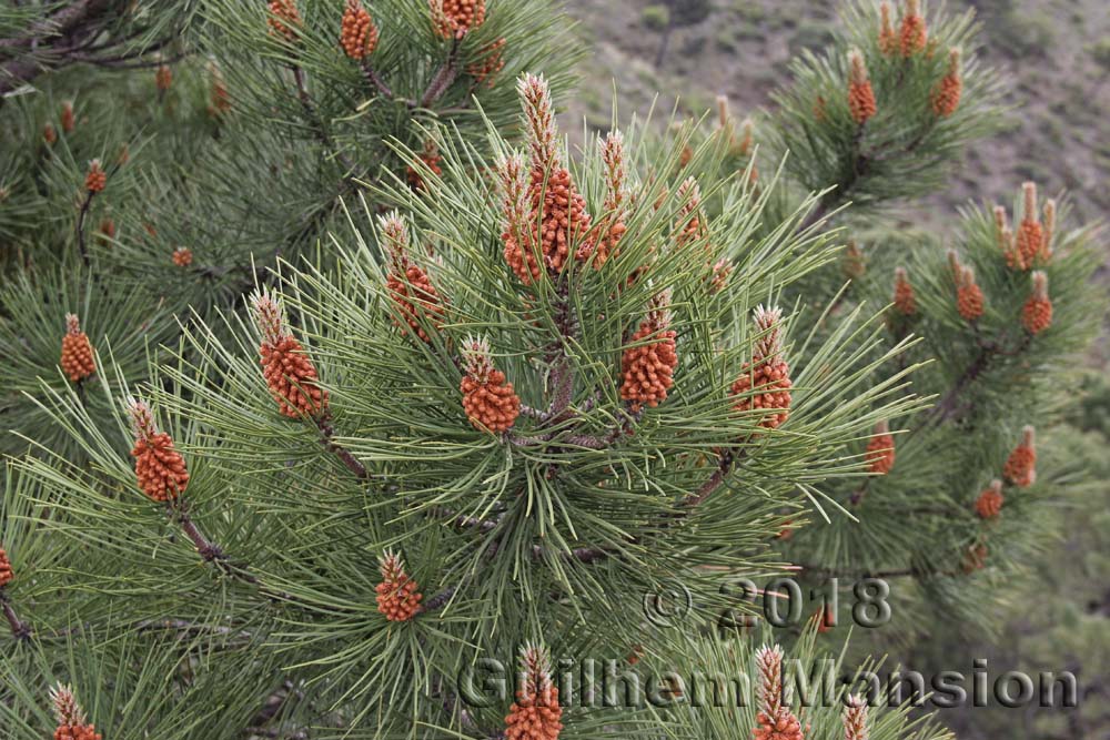 Pinus pinaster