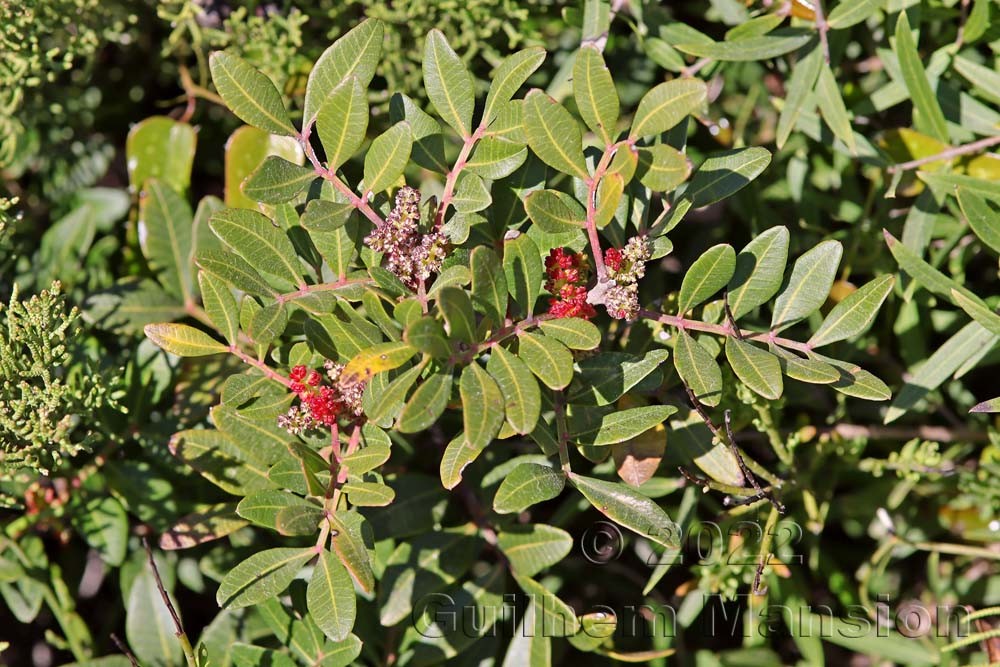 Pistacia lentiscus