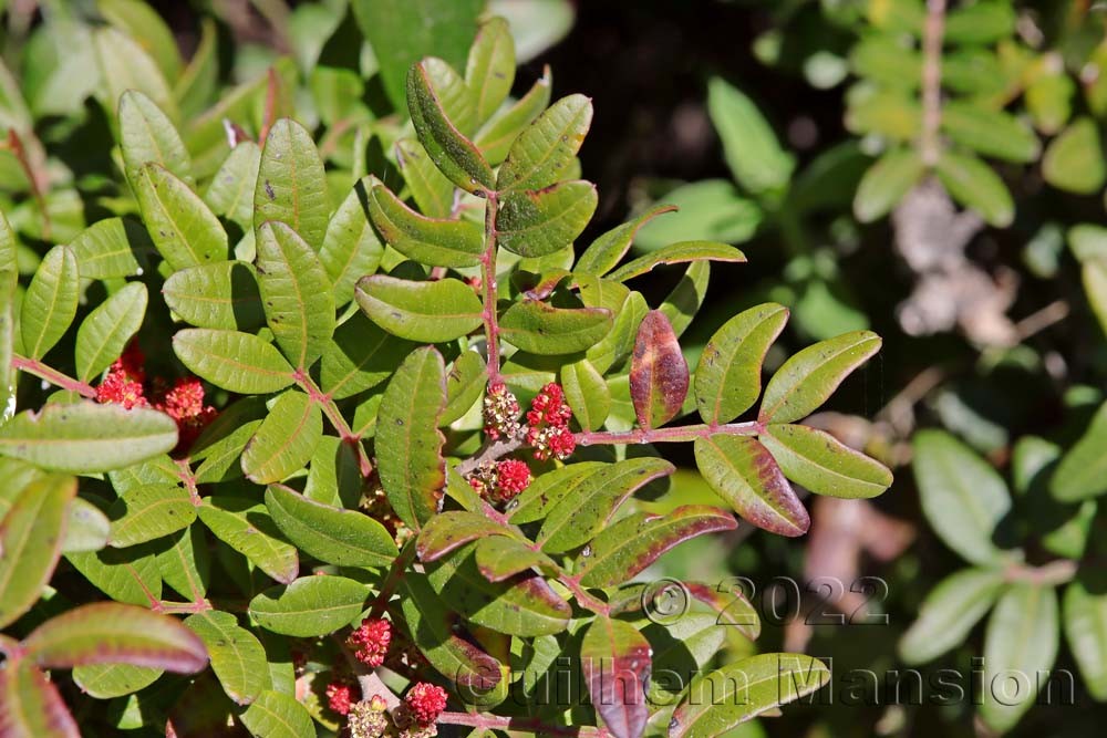 Pistacia lentiscus