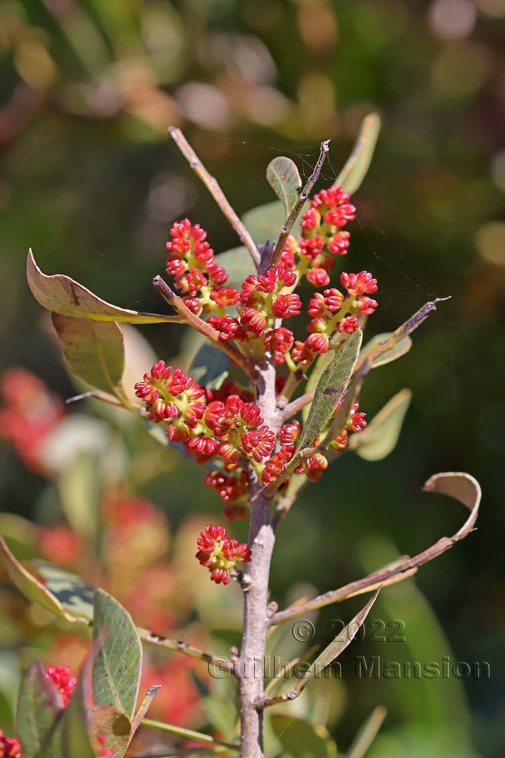 Pistacia lentiscus