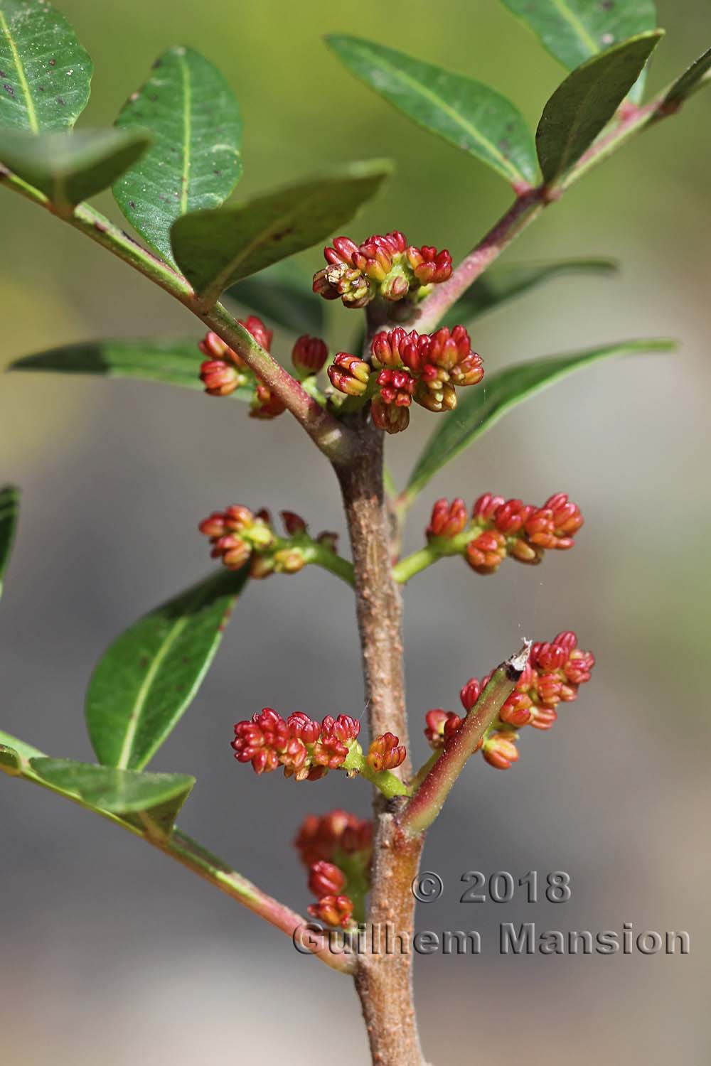 Pistacia lentiscus